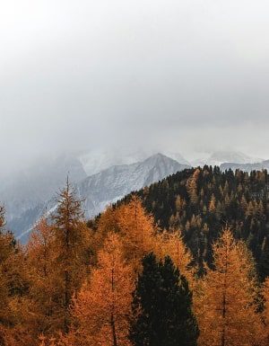 fall travels - trees - mountains - fog