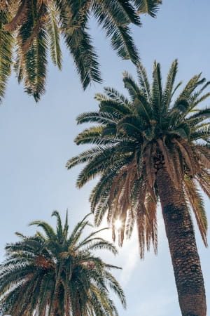 los angeles - landscape / palm trees